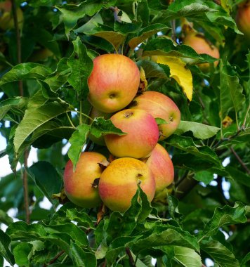 Olgun elma hasat için hazır ve bir meyve bahçesi.