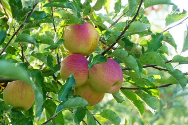 Olgun elma hasat için hazır ve bir meyve bahçesi.