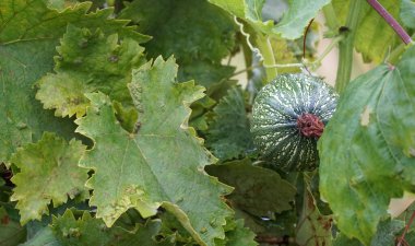 small pumpkin ripening among the grape leaves in a garden.