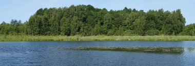 A birch grove grows on the shore of a cold forest lake 