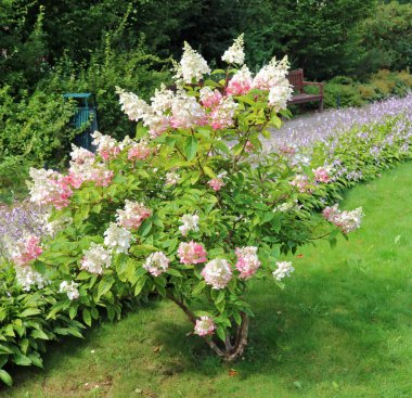 Bush of blooming pink hydrangea in the city  garden