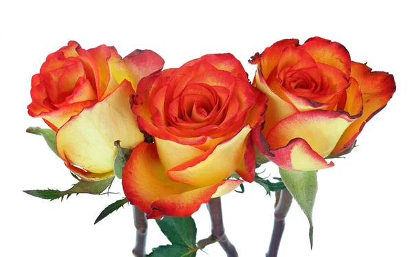 Τρία Κόκκινα Κίτρινα Τριαντάφυλλα Τσάι Μακροεντολή Απομονωμένα Λευκό — Φωτογραφία Αρχείου