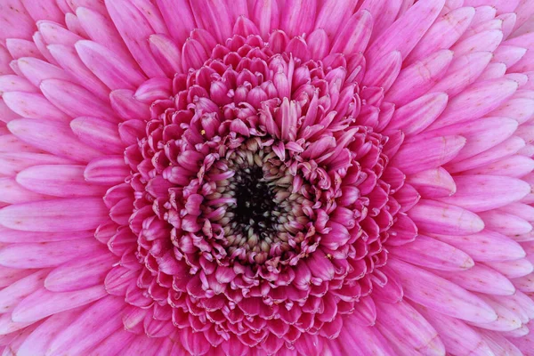 ピンクの菊のマクロ内の小さな花びらの何百もの — ストック写真