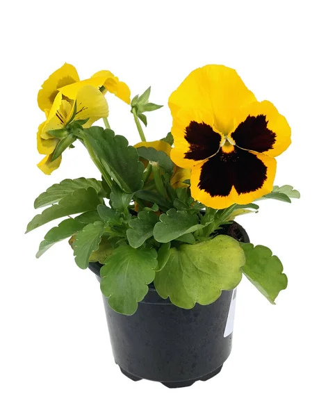 Pansies flower seedling in a pot with peat isolated on white