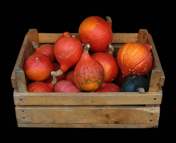 Wooden box with decorative pumpkins. Isolated on white