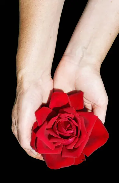 Nagy Vörös Rózsa Nők Kezében Elszigetelt Fekete Stock Kép