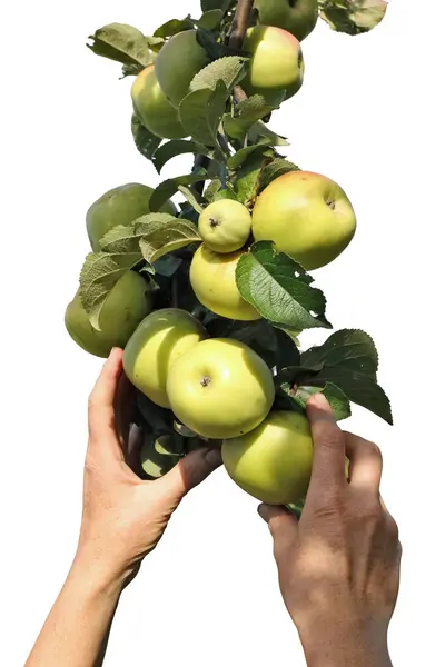 Almát Szüretelni Egy Faágból Fehér Alapon Elszigetelve Jogdíjmentes Stock Képek