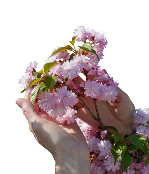 Kvinna Håller Handen Fjäder Blommor Japan Körsbär Sakura Träd Isolerad Stockbild