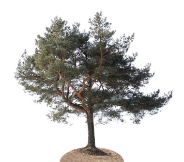 A lonely crooked pine tree grows on a hill. Isolated on white clipart