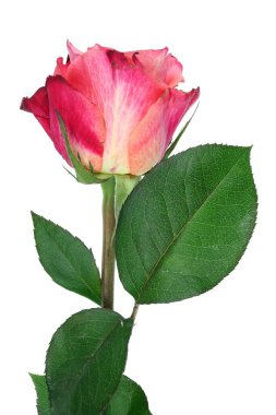 Yapraklı minyatür pembe gül çiçeği.
