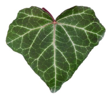 İskoç sarmaşığının yeşil yaprağı. Beyaz stüdyo makro çekimlerinde izole edilmiş.