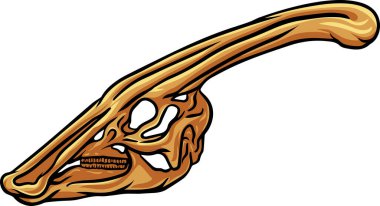 Parasaurolophus dinosaur skull fossil illustration