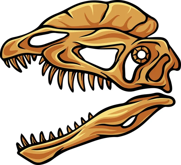 Dilophosaurus Dinosaur Skull Fossil Illustration Лицензионные Стоковые Иллюстрации