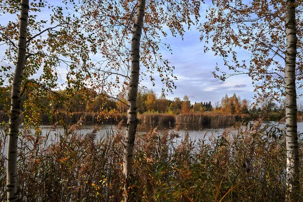Widok Białych Pni Brzozy Kolorowych Liści Skraju Stawu Jesienią Polsce — Zdjęcie stockowe