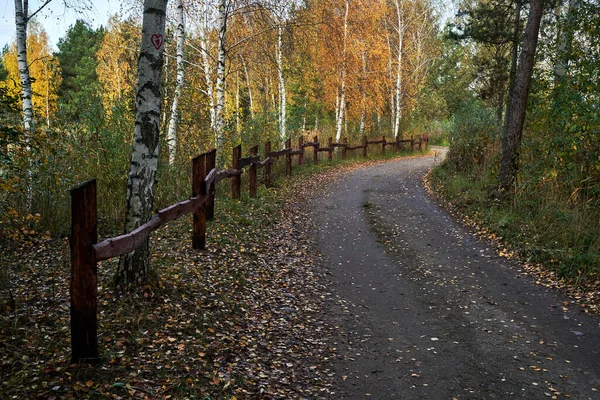 Estrada Terra Bosque Vidoeiro Durante Outono Polônia — Fotografia de Stock