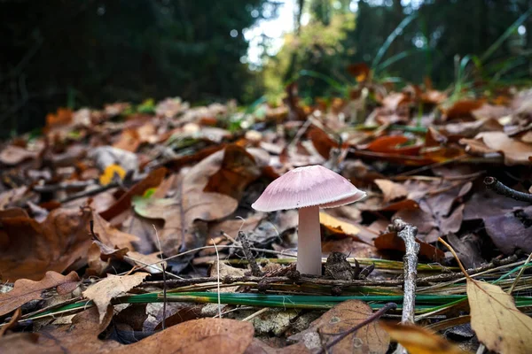 Close Wood Blewit Mushroom Fallen Leaves Forest Autumn Poland — Stock Photo, Image