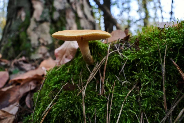 Close Lamellar Inedible Fungus Fallen Leaves Forest Autumn Poland — Stock Photo, Image