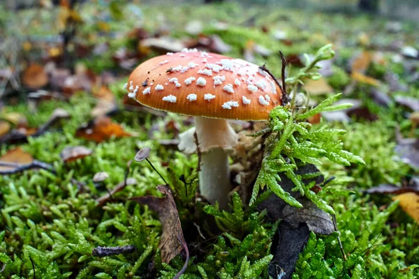 Closeup Toadstool Fungus Moss Forest Autumn Poland — Photo