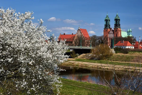 Historic Gothic Buildings Warta River White Flowers Bushes City Poznan — Stockfoto