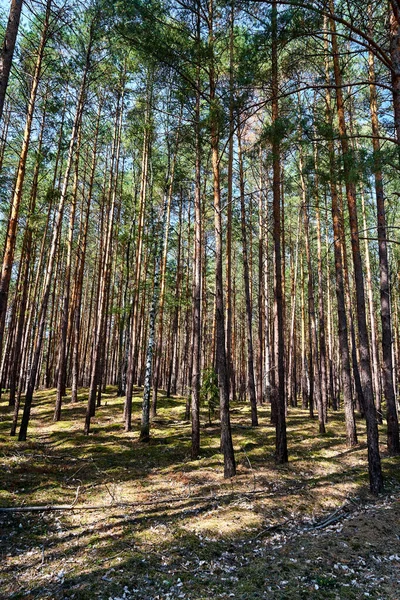 Сосновый Лес Солнечный Летний День Польше — стоковое фото