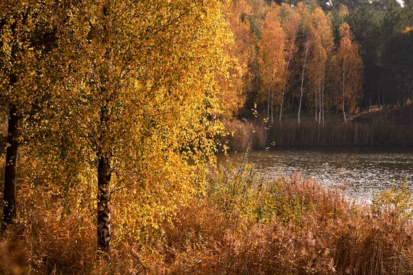 Folhas Coloridas Troncos Brancos Bétulas Lagoa Durante Outono Polônia — Fotografia de Stock