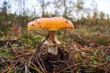 Polonya 'da sonbahar boyunca, yosun ve düşen yapraklar arasındaki lamellar, yenilemez mantarların ayrıntıları