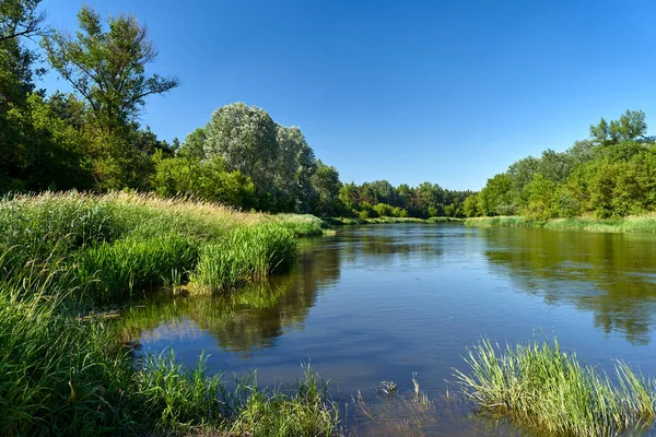 stock image deciduous forest on the banks of the river Warta during summer in Poland