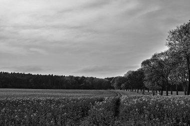 Rural landscape with blooming rapeseed and trees along the road in spring in Germany, monochrome