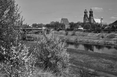 Historic, gothic buildings on the Warta River and white flowers in bushes in the city of Poznan, monochrome