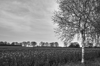 Almanya 'nın Kullanım Adası' nda ilkbahar döneminde kırsal alan, tek renkli