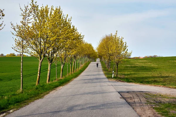 Lkbaharda Almanya Daki Kullanım Adası Nda Yol Boyunca Büyüyen Ağaçlarla — Stok fotoğraf
