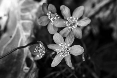 Hepatica 'nın mavi çiçeği Polonya' nın bahar bahçesinde, tek renkli.