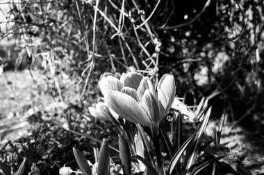 Polonya 'da ilkbaharda bir çayırda açan mor çiçek, tek renk.