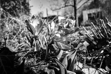 Polonya 'da ilkbaharda bir çayırda açan mor çiçek, tek renk.