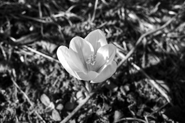 Polonya 'daki bahar bahçesinde beyaz çiçek açan tek renkli çiçek.