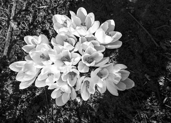 stock image white blooming crocus flower in the spring garden in Poland, monochrome