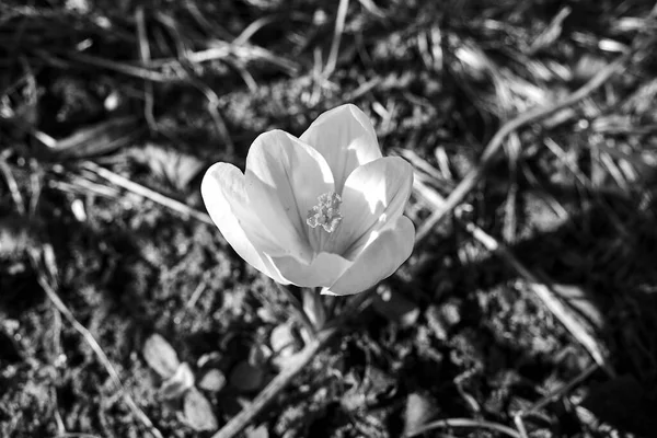 Біла Квітка Крокуса Весняному Саду Польщі Монохромний — стокове фото