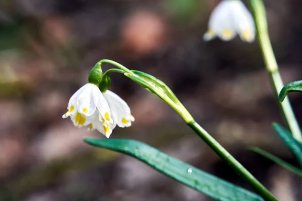 Płatki Śniegu Wiosną Białe Kwiaty Wczesną Wiosną Lesie Polsce — Zdjęcie stockowe
