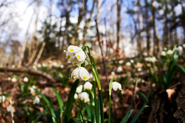 Płatki Śniegu Wiosną Białe Kwiaty Wczesną Wiosną Lesie Polsce — Zdjęcie stockowe
