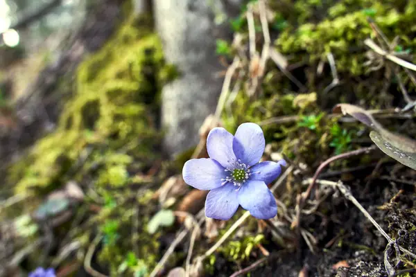 Hepatica Purpurowe Kwiaty Wczesną Wiosną Lesie Polsce — Zdjęcie stockowe