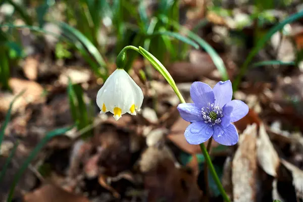 Wiosenne Płatki Śniegu Wątroba Kolorowe Kwiaty Wczesną Wiosną Lesie Polsce — Zdjęcie stockowe