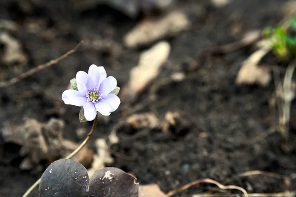 Hepatica Purpurowy Kwiat Wczesną Wiosną Lesie Polsce — Zdjęcie stockowe