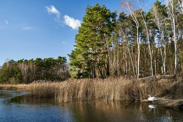 Bosque Cañas Orilla Lago Soleado Día Primavera Polonia — Foto de Stock