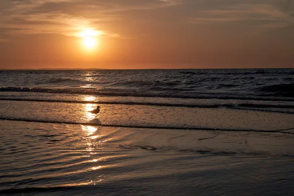 Seagull Walking Beach Rays Setting Sun Island Wolin Poland — Stock Photo, Image