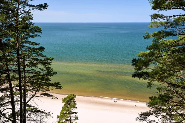 stock image Trees growing on a cliff by the beach on the Baltic Sea on the island of Wolin, Poland