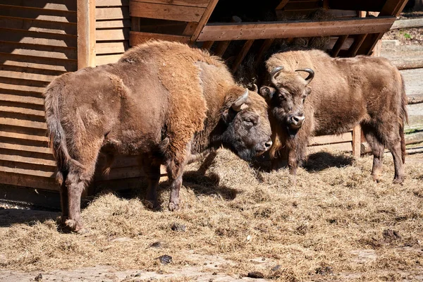 Two European Bison Pasture Island Wolin Poland — Stock Photo, Image