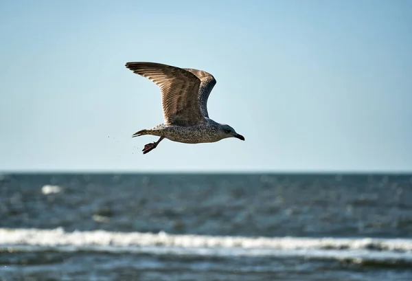 波兰沃林岛上的海鸥飞越波涛汹涌的海面 — 图库照片