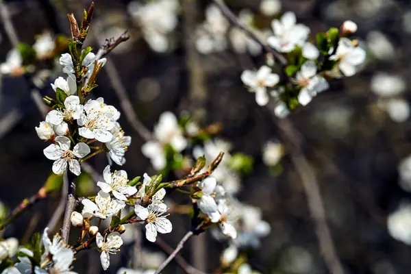 Ανθισμένα Λευκά Λουλούδια Ενός Θάμνου Φρούτων Την Άνοιξη Στην Πολωνία — Φωτογραφία Αρχείου