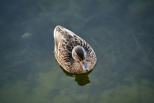 Samec Divoké Kachny Plavání Mělkém Rybníku Polsku — Stock fotografie