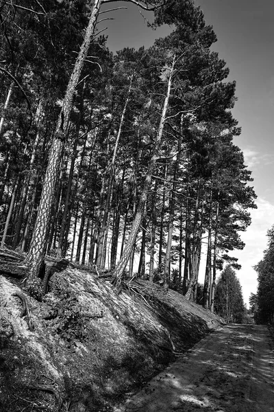 Camino Tierra Arenosa Bosque Pinos Verano Polonia Monocromo — Foto de Stock
